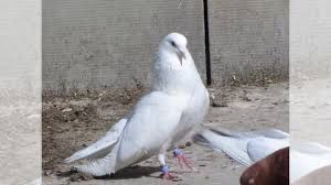 Продам ставропольских высоколетных голубей