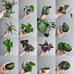 Syngonium, koleus, filodendron, scindapsus, epipremnum i inne rośliny