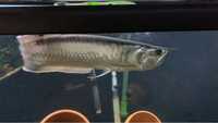 Arowana peixe raro