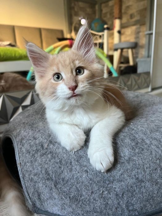 Kocurek Maine Coon „HIRO” e0922 FPL/FIFE – klasyczny kremowy z bielą