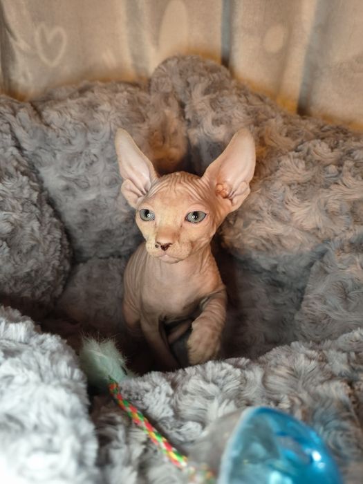 Nugat sfinks kanadyjski do rezerwacji