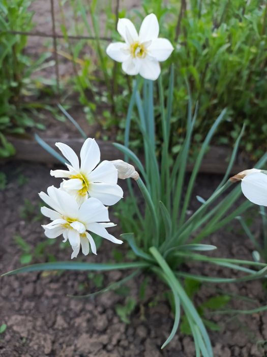 Луковицы нарциссов.