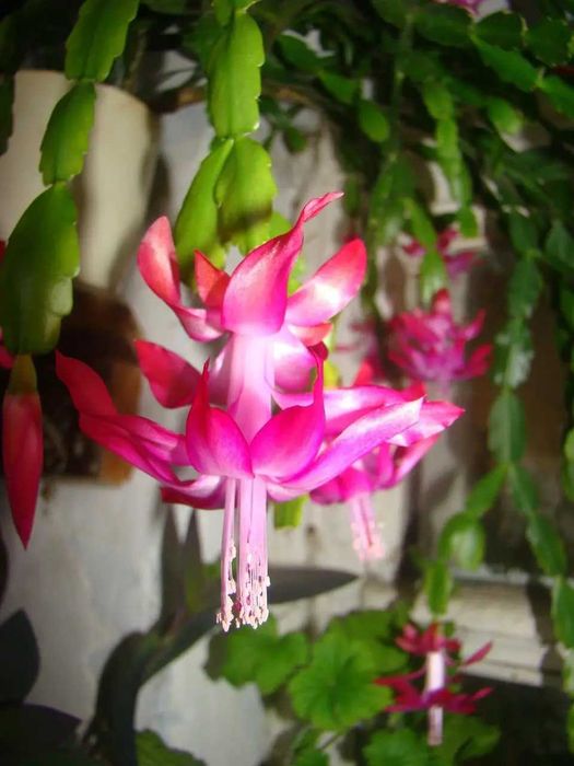 Шлюмбергера розовый Рождественник Декабрист Зигокактус