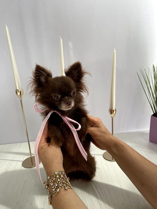 VIP Чіхуахуа справжня красуня