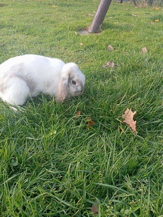 Królik miniaturka  młoda saniczka