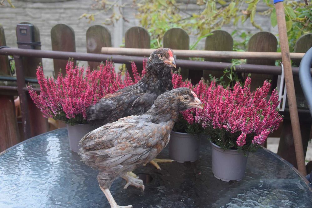 ARAUCANY - młode pary.