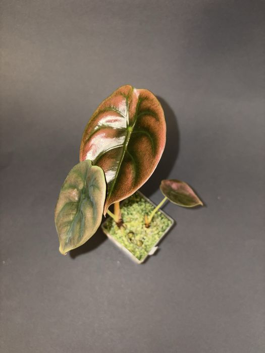 Alokazja - nadwyżki - gęsto!