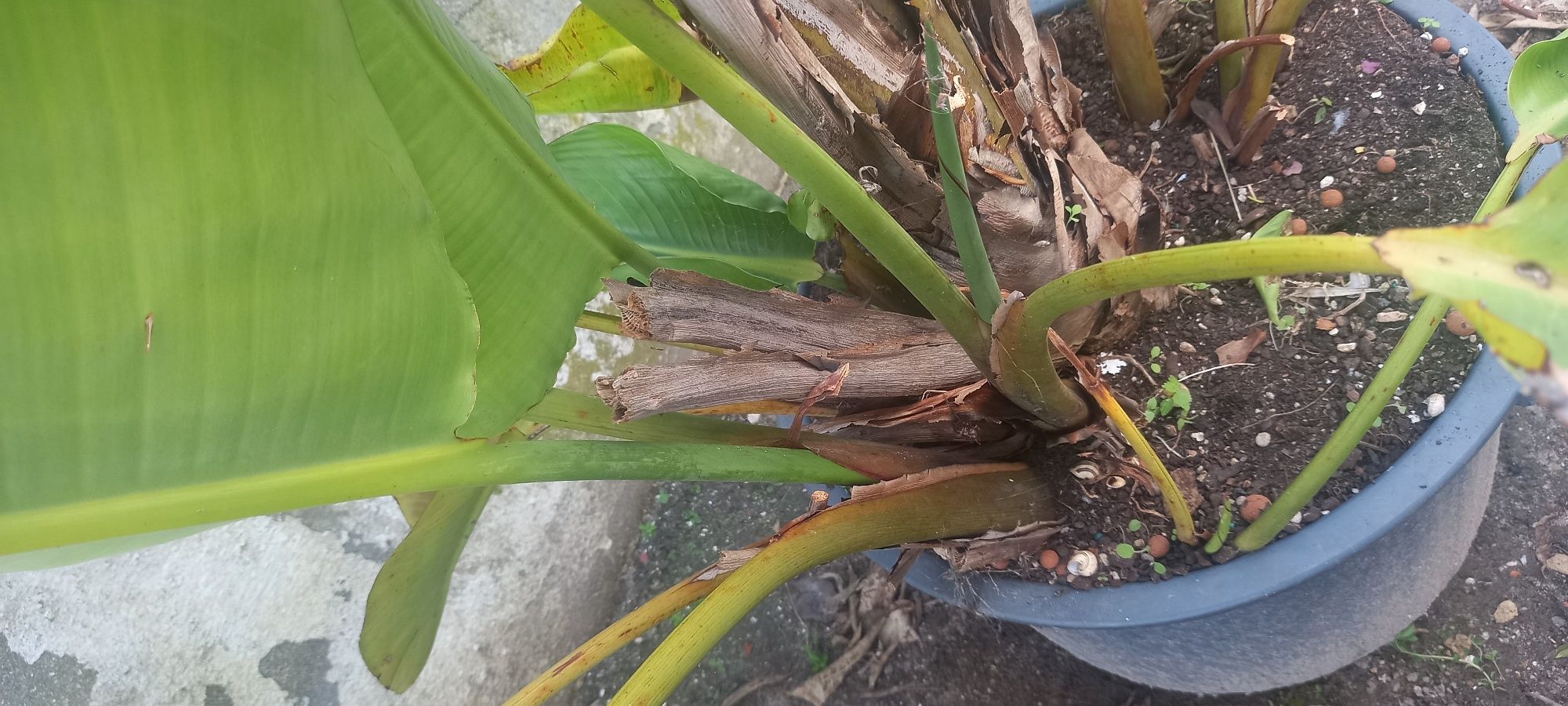 Strelitzia Nicolai/ Estrelicia