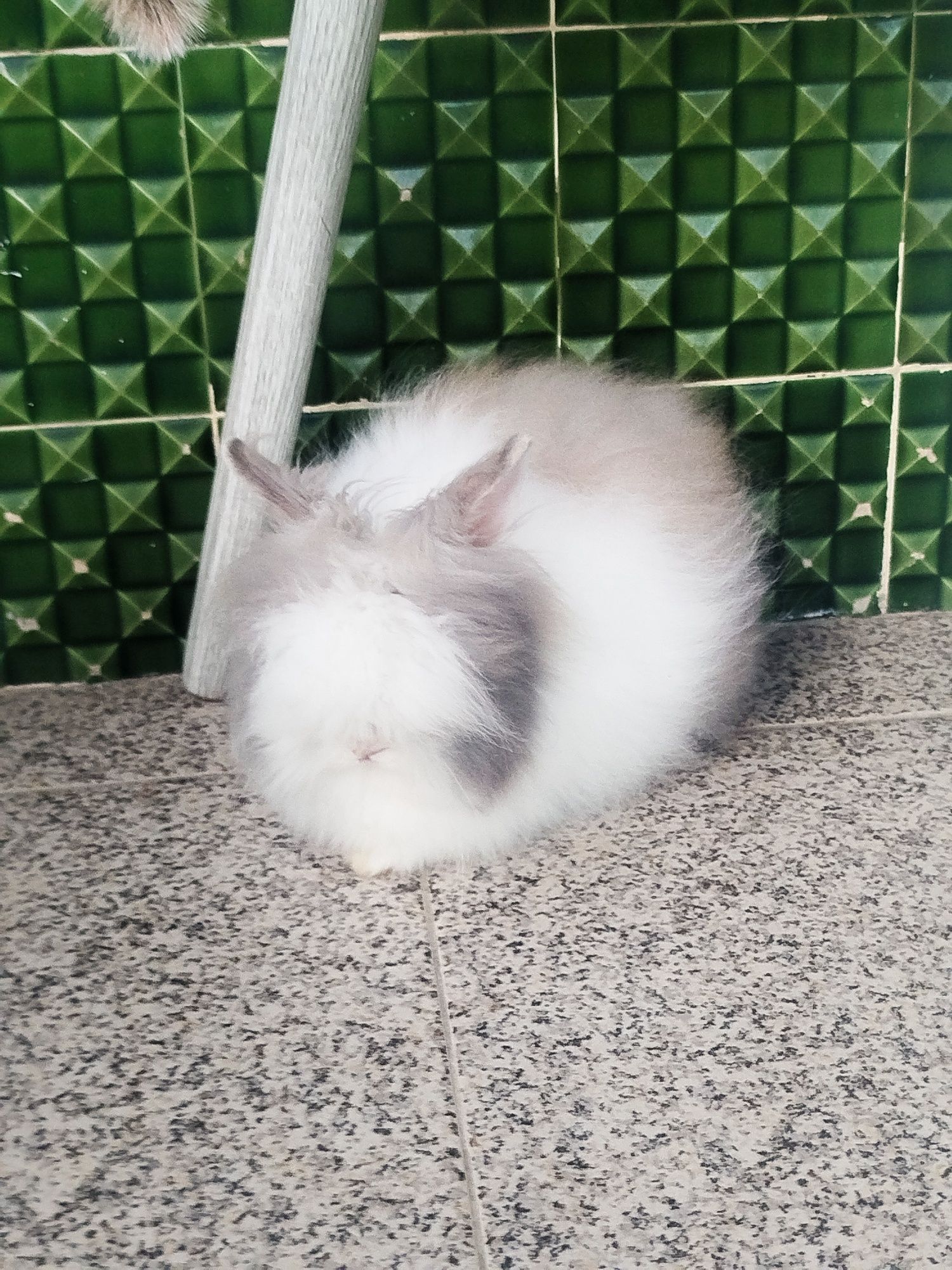 Coelho teddy dwerg vacinada