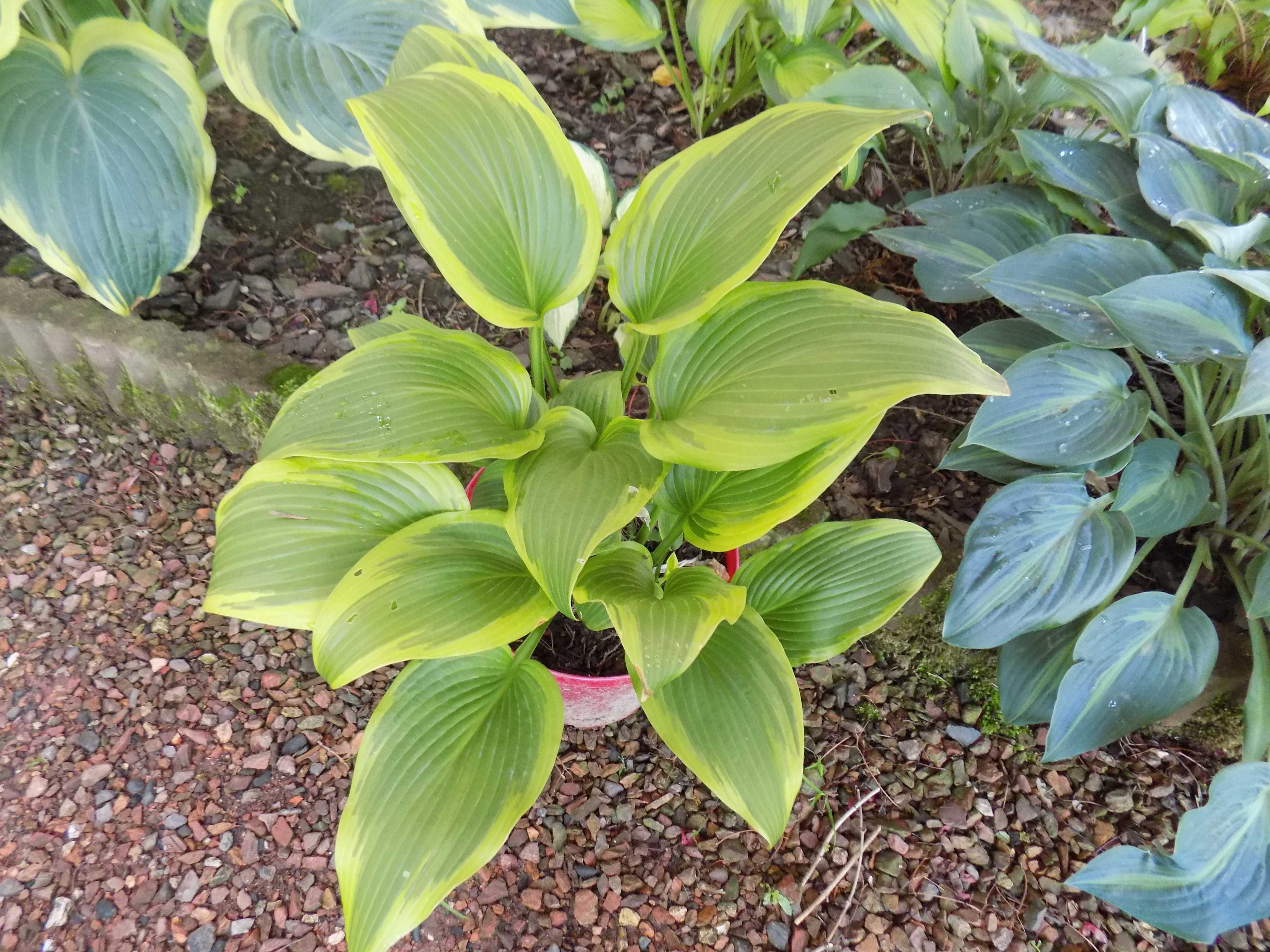 Hosta (Funkia) „Lakeside Cupcake”