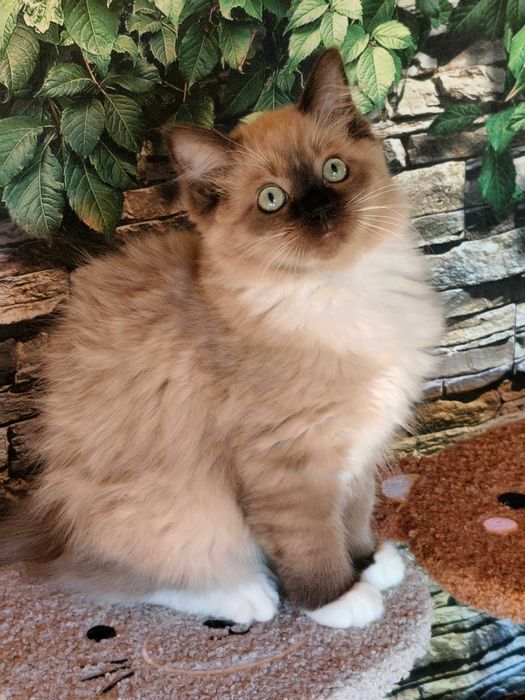 Ragdoll Cherubim Kotka MINK CZEKOLADA  rodowód międzynarodowy TICA .