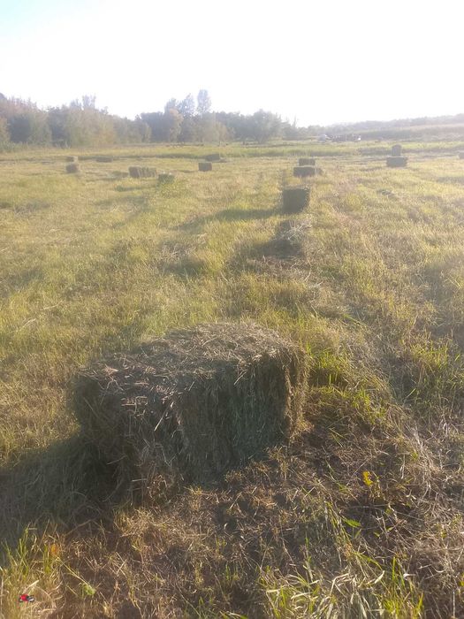Продам сіно лугове