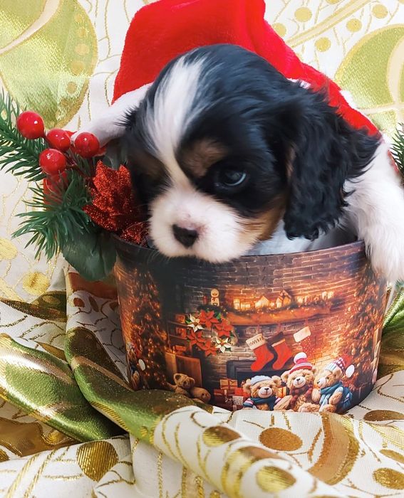 Cavalier King Charles Spaniel Macho