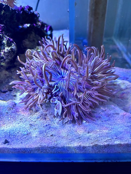 Koralowce na wymiane