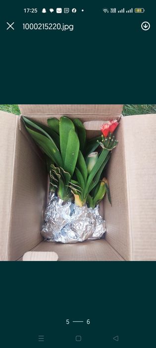 Kliwia pomarańczowo zielona