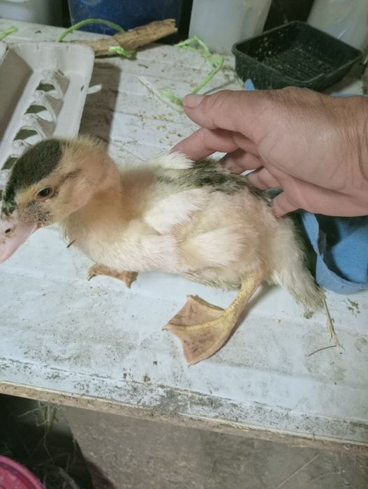 Patos mudos  adultos e novos