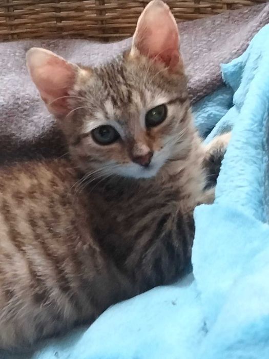 Кошенятко шукає люблячу родину!