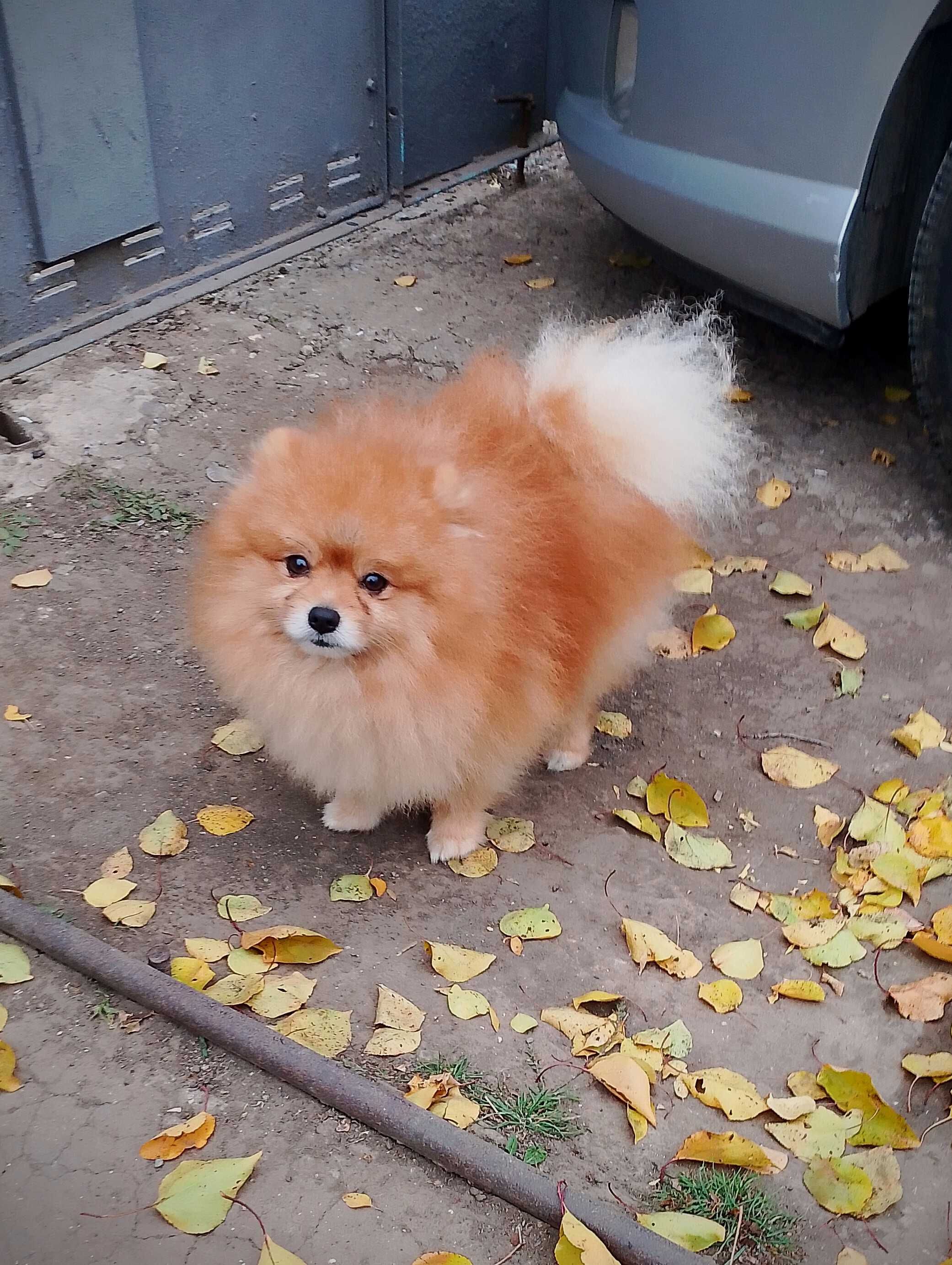 Крошечная девочка померанский шпиц