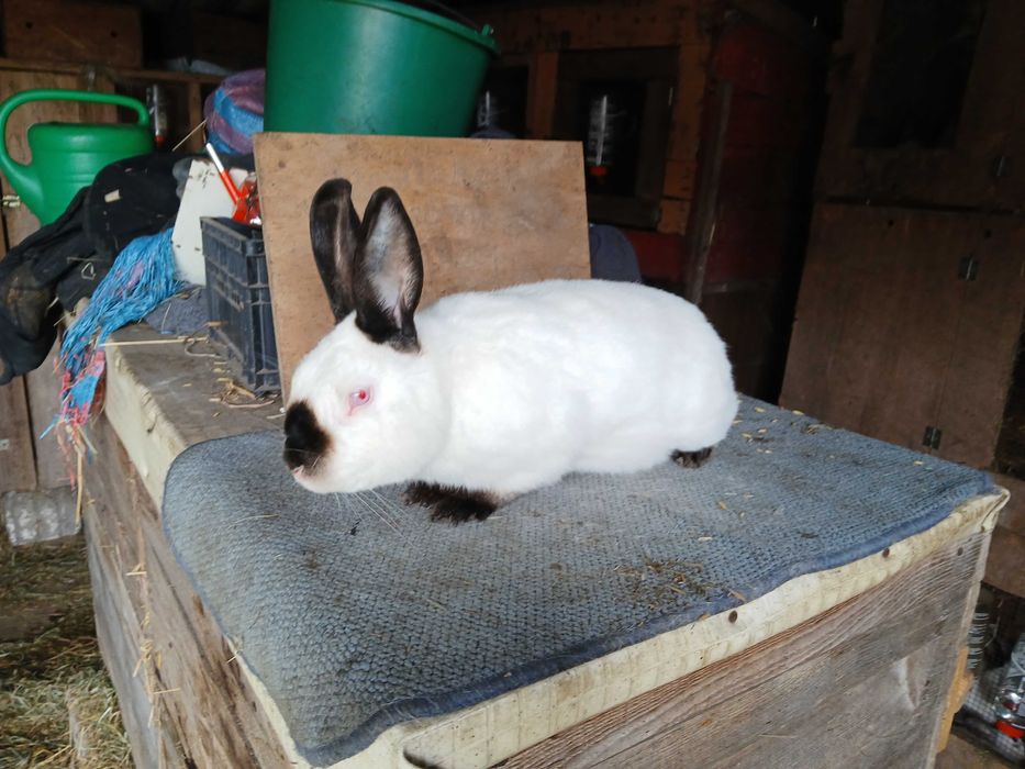 Samiec Kalifornijski Czarny z ocena