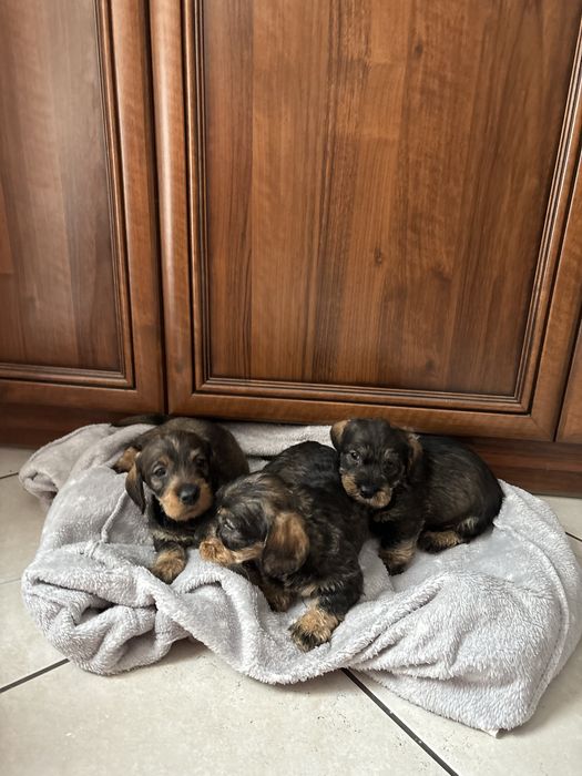 jamnik szorstkowłosy