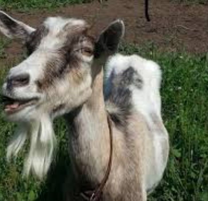 Продам 2 молоді дойні козочки