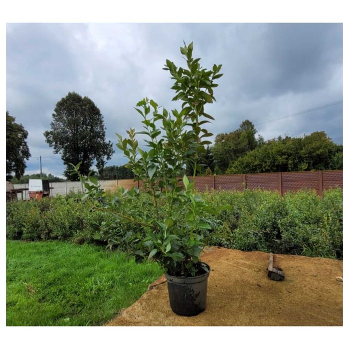 Borówka amerykańska Bluecrop 10l doniczka 5-letnia owocująca