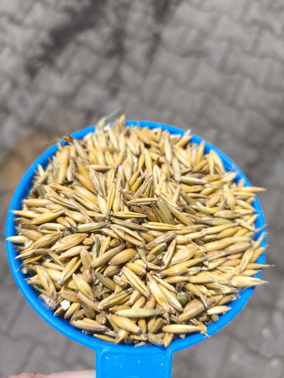 OWIES ziarno pasza karma drób konie trzoda 20kg SUPER!