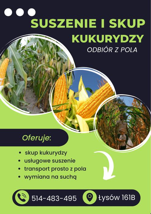 Suszenie kukurydzy / skup