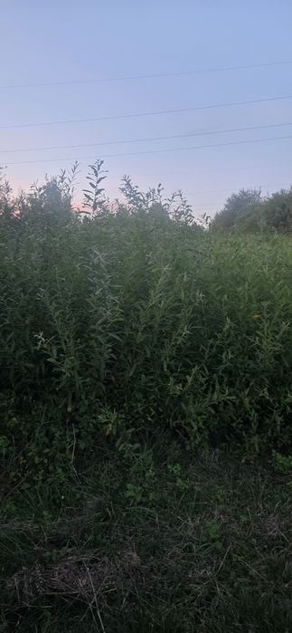 Sprzedam zielona wiklinę, każdego roku koszona, do zabrania. Zapraszam