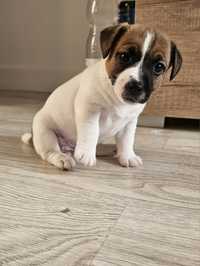 Jack Russell Terrier