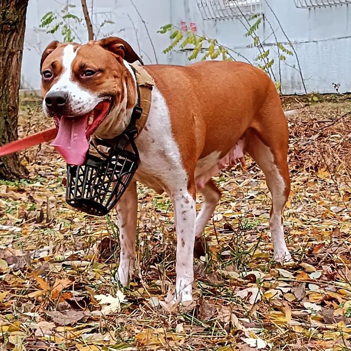 Шикарный мальчик Апбт(питбуль)