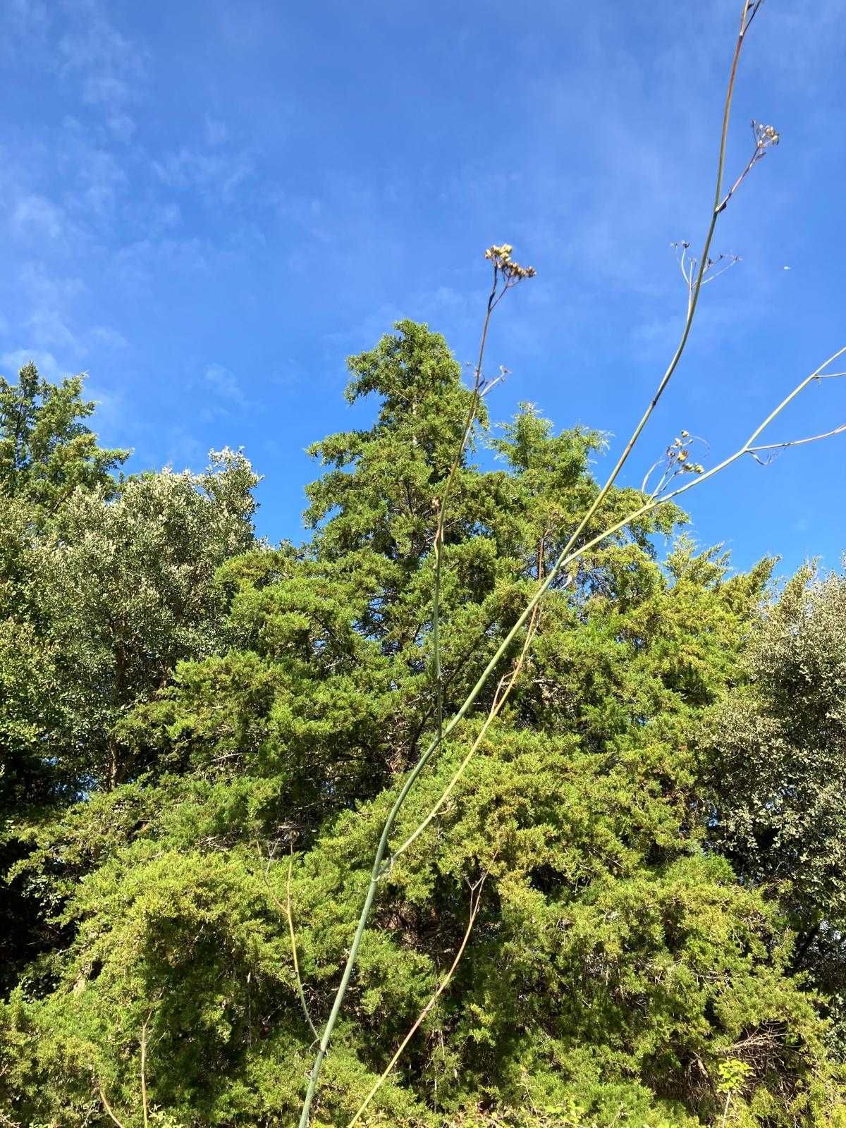 24 hectares de Cupressus para abate