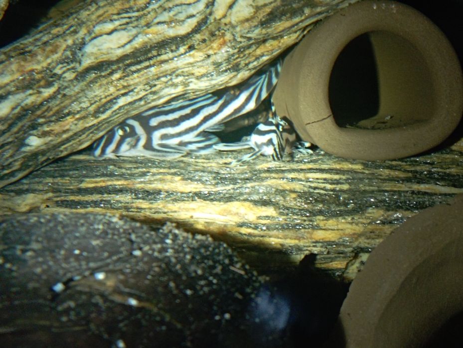 Para Hypancistrus zebra L46 zbrojniki glonojad