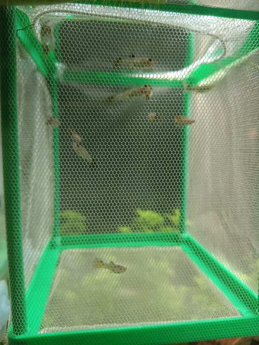 Guppys alvelinos e juvenis