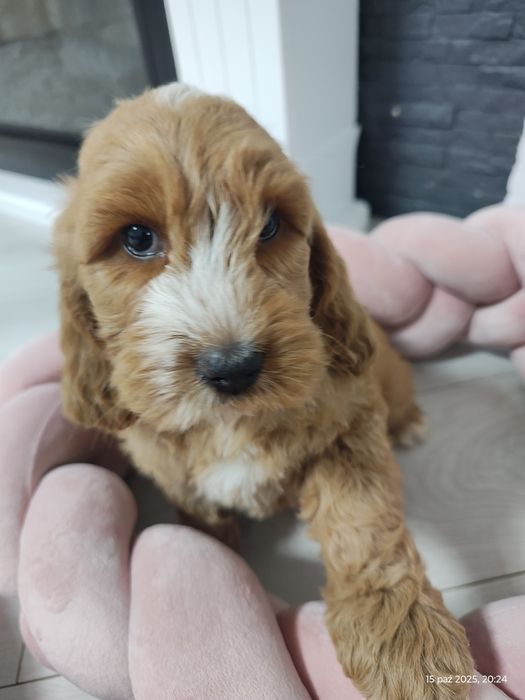 Cockapoo Boy Genetyka