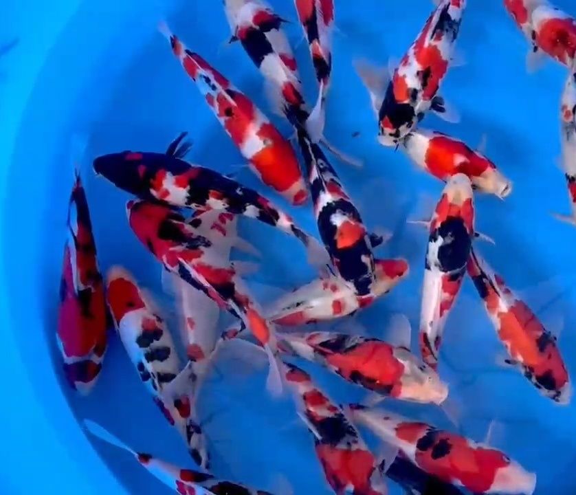 Carpa koi - SHOWA - TOSAI - C/CERTIFICADO