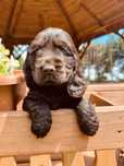 Śliczna suczka Cocker Spaniel Angielski z rodowodem