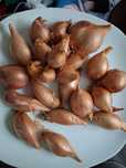 Цибуля кущовка на посадку