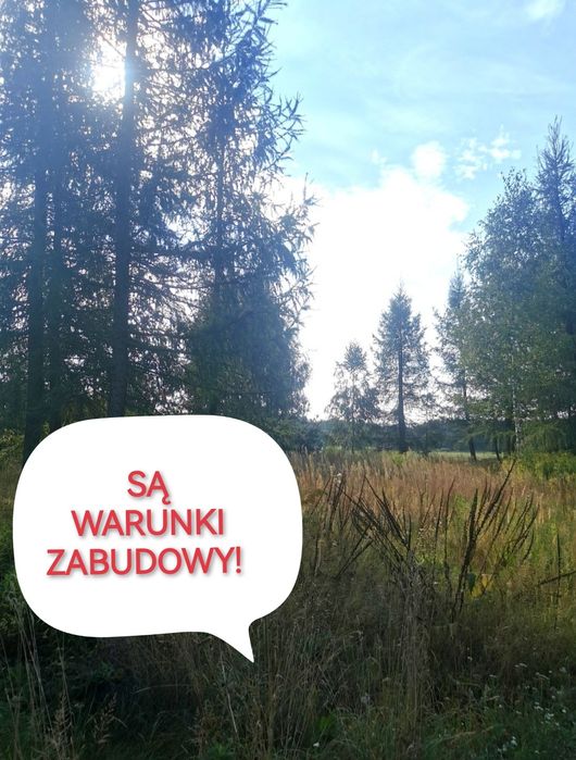 Modzele Bartłomieje 1561 m2 - warunki zabudowy, drzewa, blisko zalewu