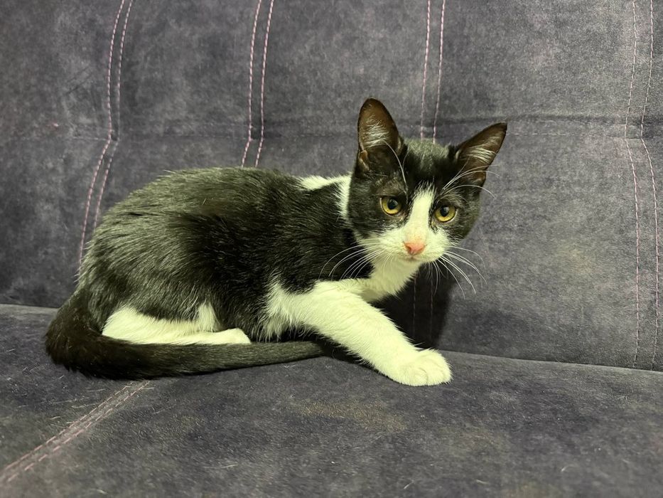 Отдам даром в добрые руки черно-белого котенка