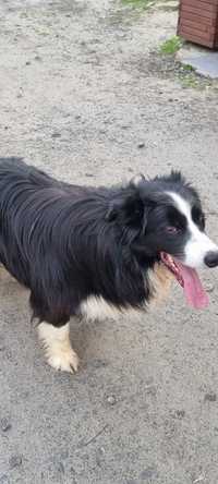 Border Collie piesek