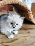 Ragdoll kocięta FPL/FiFE