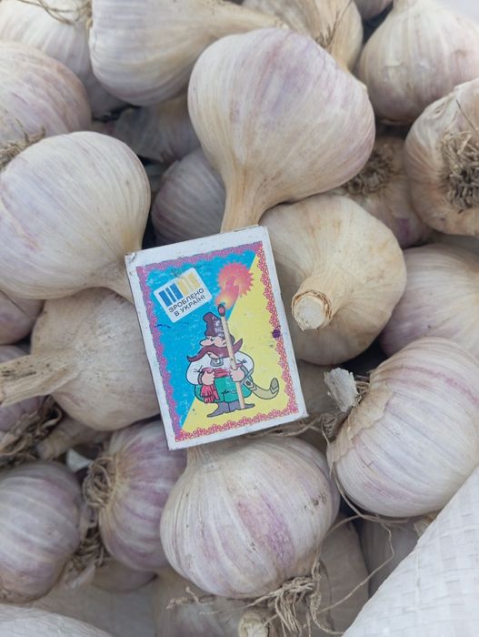 Продам часник зимовий .