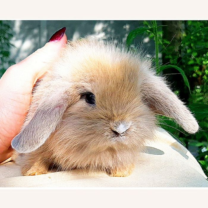 Карликовые миниатюрные декорат.торчеухие и вислоухие кролики и клетки