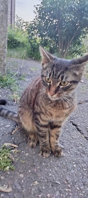 Термінове прилаштування!