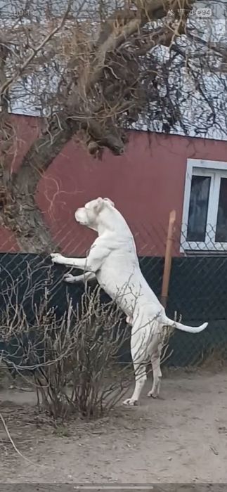 Bandog biały  reproduktor