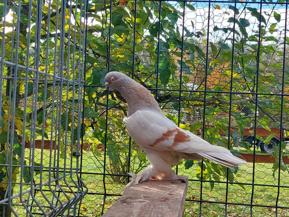 Blauwinder ,samiec 25r. Ładny gołąb. Pulsujący