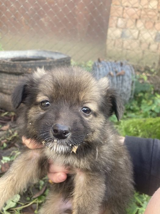 4 дівчинки шукають сімʼю безкоштовно