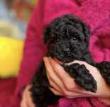 Caniche toy Macho