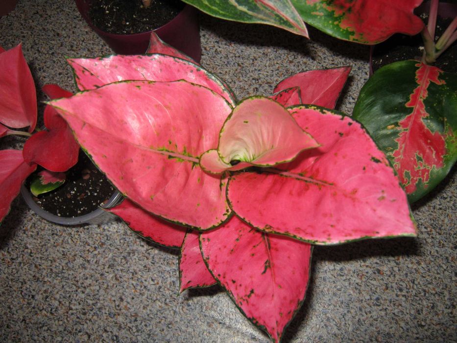 калатея аглаонема филодендрон драцена папоротник дек. лиственные цветы